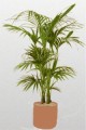 Kentia Plant Offer Price