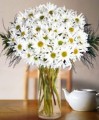 White chrysanthemum with Vase